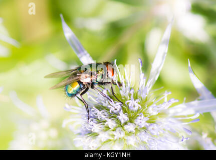 Macro d'une fly assis sur une fleur Banque D'Images