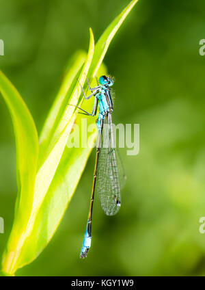 Macro d'une bluetail libellule sur une feuille verte Banque D'Images