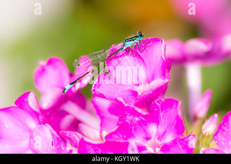Macro d'une bluetail libellule sur une fleur rose Banque D'Images