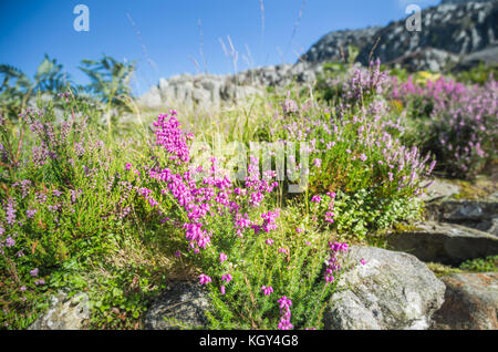 Blooming Heather sur les roches de montagne Banque D'Images