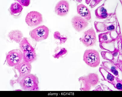 Lily la méiose, étape de division, fond clair photomicrographie, chromosome threads Banque D'Images