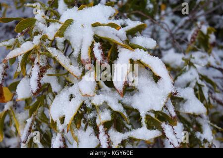 Les flocons de neige sur les feuilles Banque D'Images