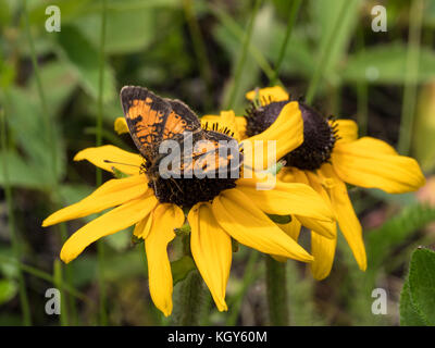 Le nord du Croissant-Rouge Phyciodes cocyta (papillon) sur un black-eyed susan wildflower, Parc national du Mont-Riding, Manitoba, Canada. Banque D'Images