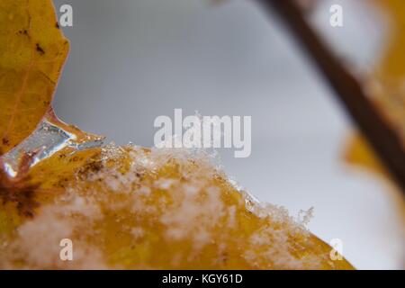 Close up de flocon de neige sur le bord de la feuille d'orange au cours de neige précoce Banque D'Images