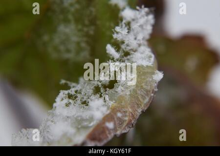 Close up de flocons sur la glace sur le bord de la feuille au cours de neige précoce Banque D'Images