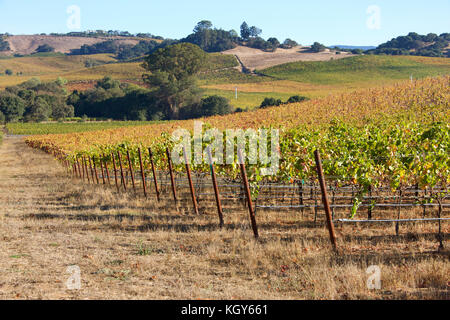 Rangées de vignes à flanc de derrière, Napa Valley en après-midi, soleil. Napa Valley est accueil à la diversité des sols et des microclimats particulièrement apte à Banque D'Images