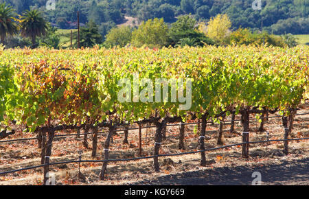 Rangées de vignes, Napa Valley en après-midi, soleil. Napa Valley est accueil à la diversité des climats et des sols qui s'adapte parfaitement à la culture d'un Banque D'Images