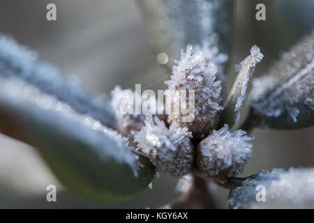 Cristaux de givre formé sur feuilles azalea Banque D'Images