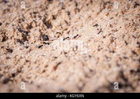 Close up de fourmis sur un fond de sable Banque D'Images