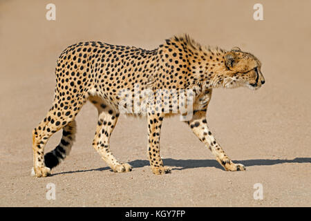 Un Guépard (Acinonyx jubatus) traque ses proies, Afrique du Sud Banque D'Images