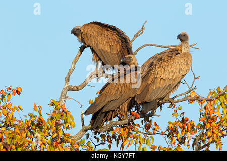 Les vautours à dos blanc (gyps africanus) assis dans un arbre, Kruger National Park, Afrique du Sud Banque D'Images