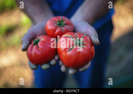 La récolte de tomates. Les agriculteurs les mains avec des tomates fraîchement récolté Banque D'Images