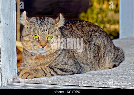 Mad cat sur un porche Banque D'Images