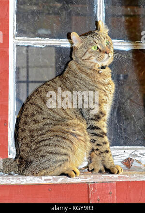 Mad cat sur un porche Banque D'Images