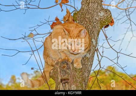 Chat tigré orange en haut d'un arbre Banque D'Images