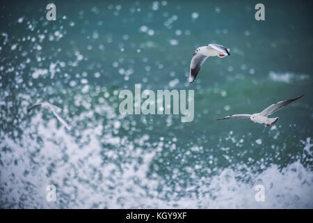 Mouette blanche planeur au-dessus de la mer Banque D'Images