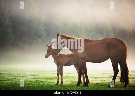 Mystic le lever du soleil sur la montagne de rêve. L'herbe fraîche des pâturages de chevaux sauvages dans le pré. La Bulgarie, Europe Banque D'Images