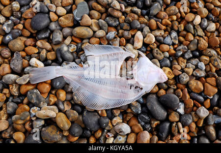 Un filet de poissons plats vidés et la plie à gauche sur la plage de Brighton pour les mouettes Banque D'Images