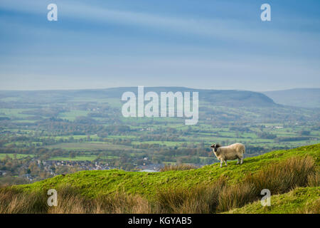 Moutons sur la colline de Pendle, surplombant la vallée de Ribble, Lancashire, Royaume-Uni. Banque D'Images