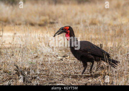 Calao terrestre du sud dans le parc national Kruger, Afrique du Sud ; espèce bucorvus leadbeateri famille des bucerotidae Banque D'Images