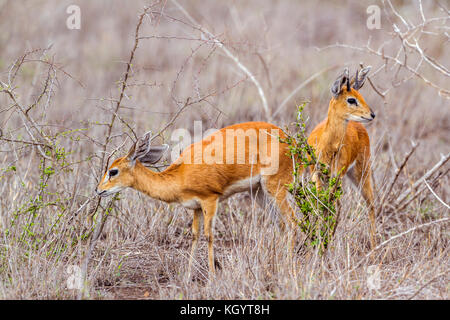 Steenbok dans Kruger National Park, Afrique du Sud ; espèce raphicerus campestris famille des bovidés Banque D'Images