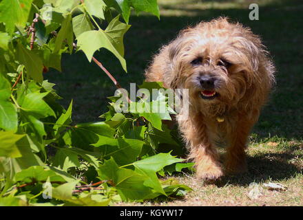 Le terrier de poivre Banque D'Images