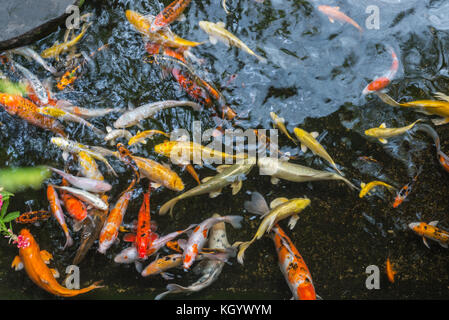 Près d'un grand nombre de carpes koïs colorés natation Banque D'Images