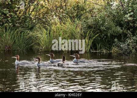 Un groupe de jeunes oisillons commun -Gavia immer - baignade sur le lac des deux rivières dans le parc national Algonquin ontario canada Banque D'Images