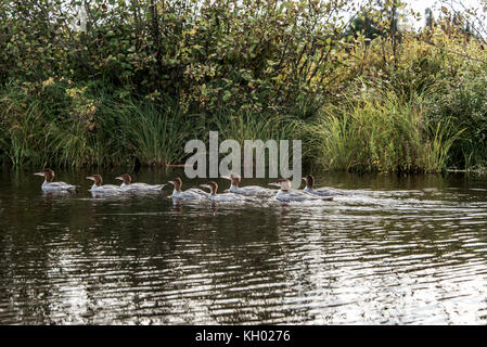 Un groupe de jeunes oisillons commun -Gavia immer - baignade sur le lac des deux rivières dans le parc national Algonquin ontario canada Banque D'Images