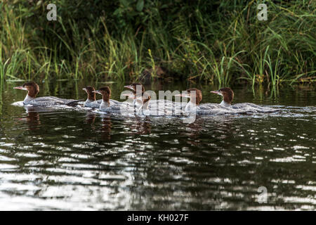 Un groupe de jeunes oisillons commun -Gavia immer - baignade sur le lac des deux rivières dans le parc national Algonquin ontario canada Banque D'Images