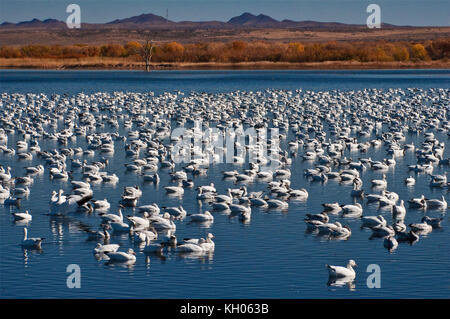 Des neiges de Bosque del Apache National Wildlife Refuge en novembre, New Mexico, USA Banque D'Images