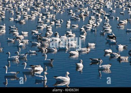 Des neiges de Bosque del Apache National Wildlife Refuge en novembre, New Mexico, USA Banque D'Images