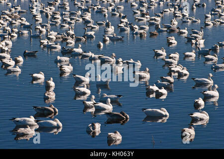 Des neiges de Bosque del Apache National Wildlife Refuge en novembre, New Mexico, USA Banque D'Images