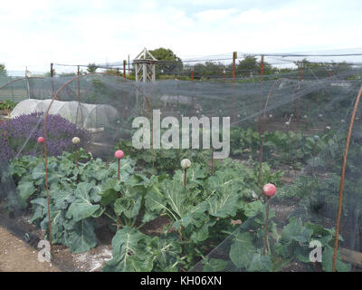 Accueil légumes du potager en filet Banque D'Images