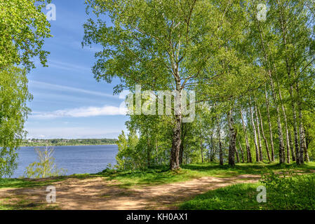 Beau paysage avec une longue bouleaux minces avec des feuilles vertes dans la boulaie sur les rives de la rivière et le chemin de la rivière Banque D'Images