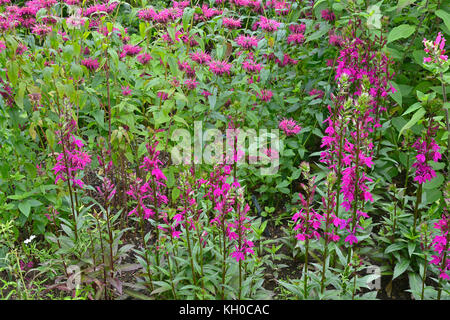 Un gros plan du jardin fleuri avec frontière Monarda didyma et lobelia faire un affichage en couleur Banque D'Images