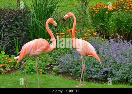 Deux flamants colorés debout devant une fleur dans un jardin de pays frontaliers Banque D'Images