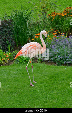 Un flamingo colorés avant une fleur dans un jardin de pays frontaliers Banque D'Images