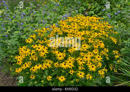Un grand groupe de floraison colorée rudbeckia fulgida var. sullivantii 'goldstrum Banque D'Images
