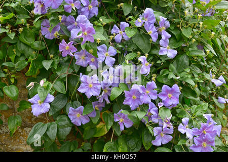 Gros plan d'une escalade Clematis x jackmanii dans un pays jardin Banque D'Images