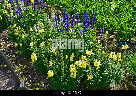 Un grand potager avec des plantations de légumes et fleurs y compris la salvia, soucis et antirrhinums Banque D'Images