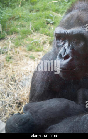 Regarder dans les yeux d'une femelle gorille avec son bébé, le Zoo de Philadelphie, Philadelphia, PA, United States. Banque D'Images