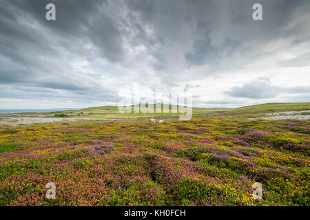 La bruyère et l'ajonc de plus en plus sur la tête des grands ormes côte Nord du Pays de Galles Llandudno Banque D'Images