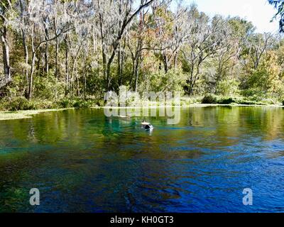 Les nageurs avec tuba sur Blue Hole, Ichetucknee Springs State Park, Columbia County, Floride, Etats-Unis. Banque D'Images