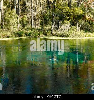 Plongeur, plongeur, découlant de Blue Hole, Ichetucknee Springs State Park, Columbia County, Floride, États-Unis Banque D'Images