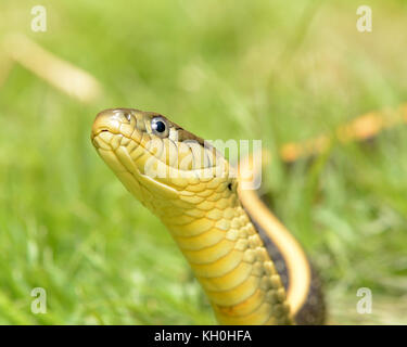 Diablo couleuvre rayée (Thamnophis atratus gamme zaxanthus) du comté de Contra Costa, en Californie, USA. Banque D'Images