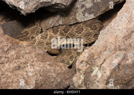 Crotale des prairies (Crotalus viridis) du comté de Jefferson, Colorado, USA. Banque D'Images