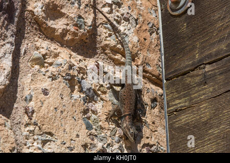 L'achillée (Sceloporus jarrovii lézard épineux) du comté de hidalgo, Nouveau Mexique, USA. Banque D'Images