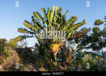 Palmier des voyageurs (ravenala madagascariensis), une usine de signature de Madagascar, Afrique. Banque D'Images