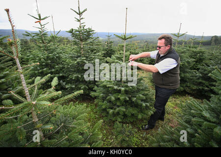 Mittelsinn, Allemagne. 11 septembre 2017. Le président de l'association fédérale des cultivateurs d'arbres de Noël, Bernd Oelkers coupe un sapin du Caucase dans la plantation d'arbres de Noël près de Mittelsinn, Allemagne, le 11 septembre 2017. Mittelsinn est devenu connu comme le premier village d'arbres de Noël d'Allemagne. Crédit : Karl-Josef Hildenbrand/dpa/Alamy Live News Banque D'Images